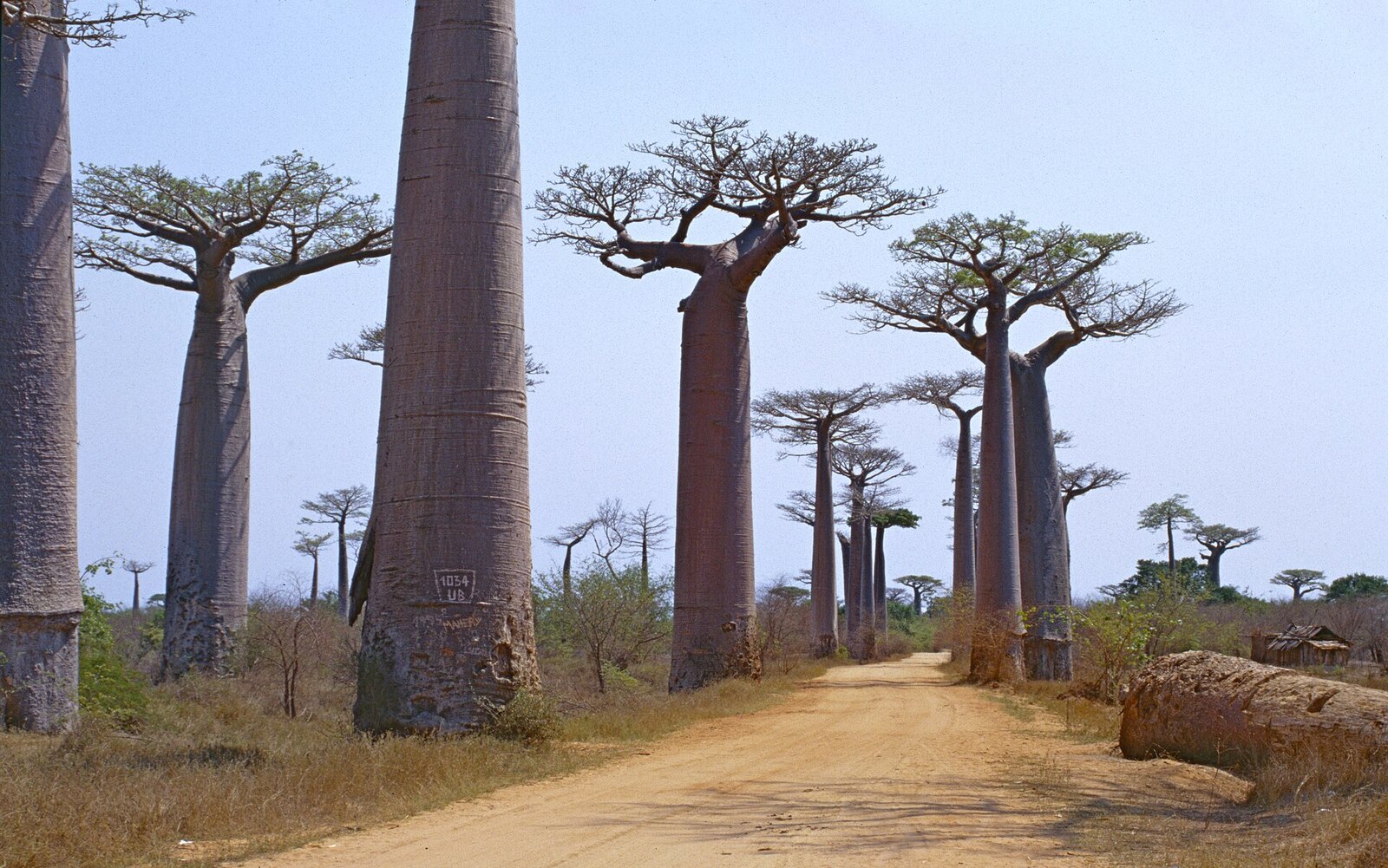 Photo: Bernard DUPONT from FRANCE / CC BY-SA 2.0 Madagascar — Avenue of the Baobabs